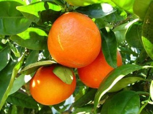 Naranjas_ecologicas_en_el_arbol