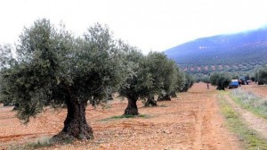 agricultura-campo-pac