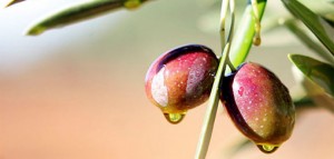aceite