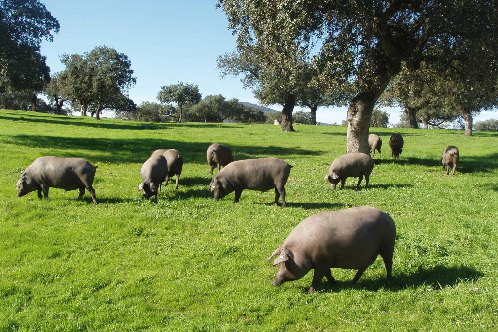 cochinos campo