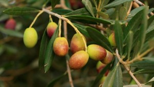 aceitunas olivo